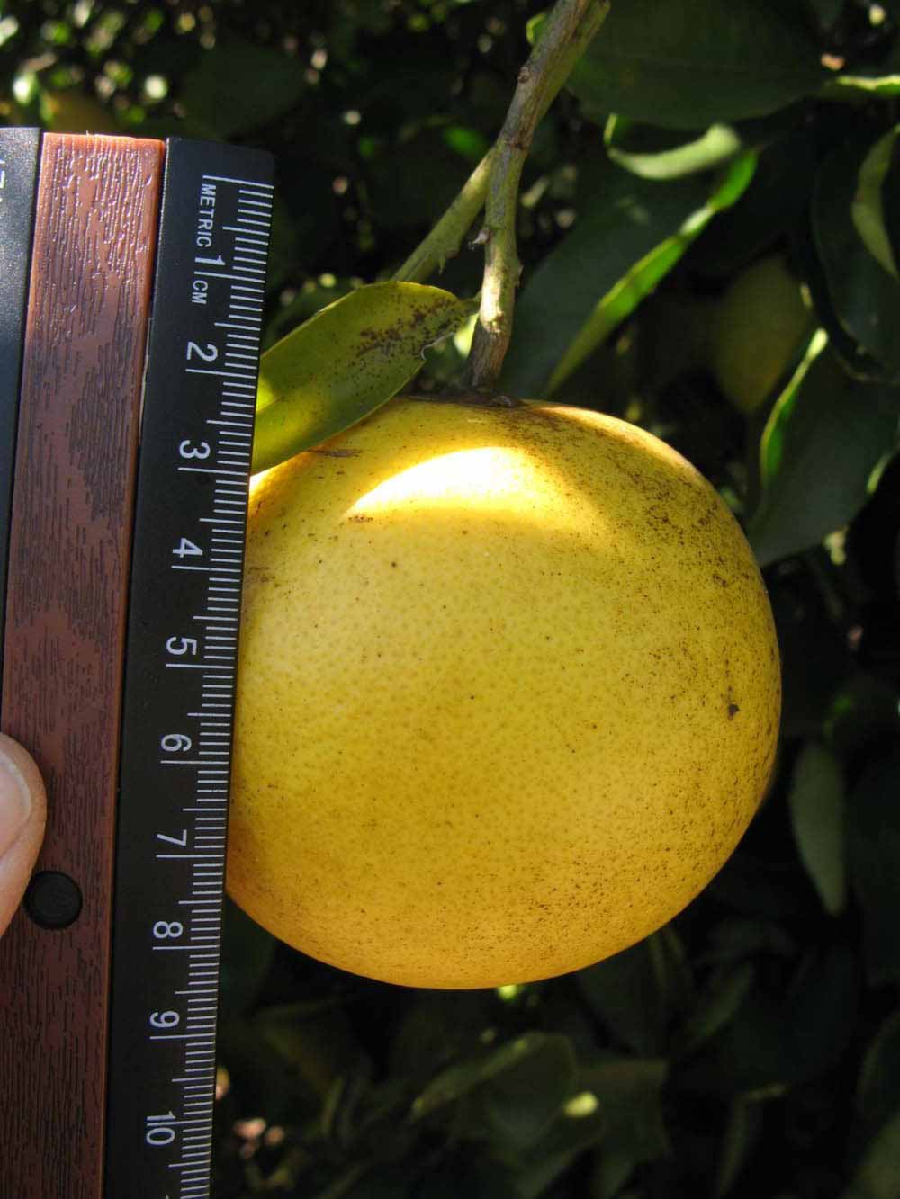              Fruit (Winter Haven, FL)       